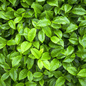 green tea extract for skin