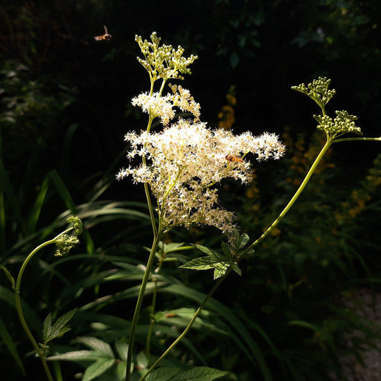 meadowsweet oil for skin