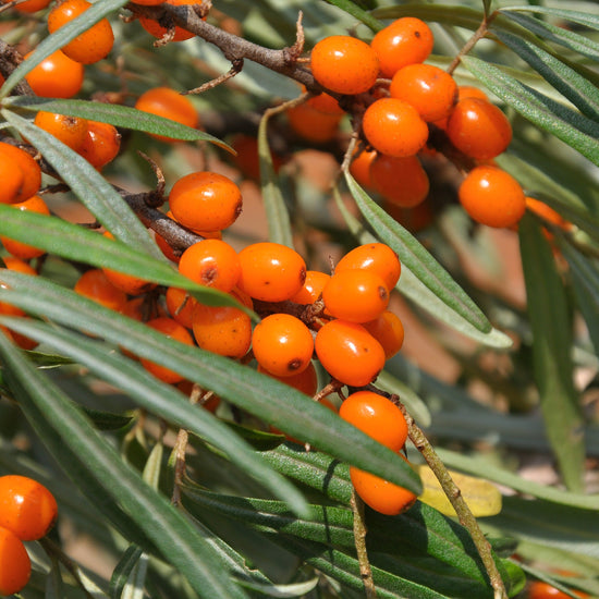 sea buckthorn oil benefits for the skin